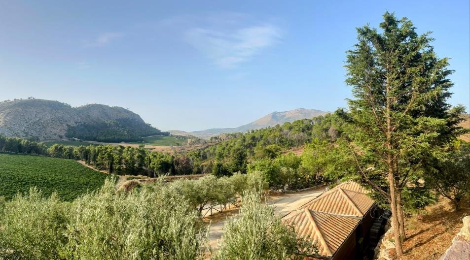 Sicilian countryside with vineyards and olive trees