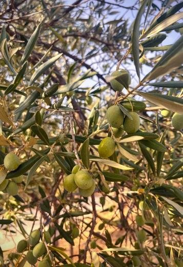 Olives on the branch